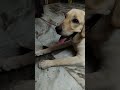 na enga epadi iruka vendiyavan 🐕 doglover chibi labrador dogfunnymoments