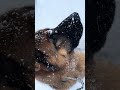 雪と戯れるシェパード