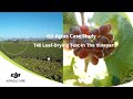 Use T40 to Dry Grape Leaves | DJI Agras Case Study