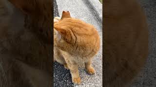 #地域猫#茶トラ猫#猫#ねこ動画 元気で良かった