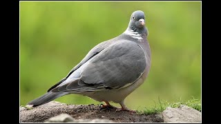 #wood_pigeon_hunting#صيد_الحمام_البري#صيد_الحمام_الجبلي#صيد_حمام_الغاب#صيد_حمام_الورشان #صيد_الزطوط