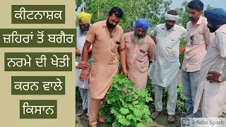 ਕੀਟਨਾਸ਼ਕਾਂ ਤੋਂ ਬਗੈਰ ਨਰਮੇ ਦੀ ਖੇਤੀ Pesticide free punjab @KISAANTV