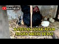 Cara cepat hasilkan anak ayam tanpa mesin tetas