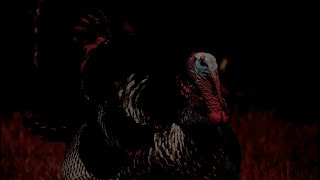 Turkeys From Hell: An EAS Mini Thanksgiving Special