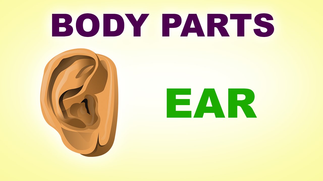Parts Of The Ear For Kids My Body Parts Chart Early Learning