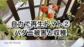 【活かす暮らし】＜自力で再生ミニトマト② ＞　6月〜収穫まで　青いトマトを焼いてみた　驚愕！ハダニの繁殖力