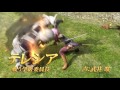 『ドラゴンクエストヒーローズii　双子の王と予言の終わり』プロモーション映像①