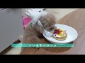 【祝・４歳】　愛犬トイプードルのぷーちゃんのお誕生日♪お上品にケーキを食べる犬がこちらです♪