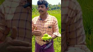 ഇളം വെള്ളരി | SK Shinu #keralaagriculture #agriculture #farming #food