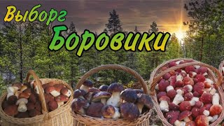 Боровики под выборгом продолжают расти/ Сухо но Боровики растут