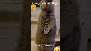 Funniest Animals 2023 😂 Funniest Cats and Dogs 😺🐶 Part 3 | Pets Global