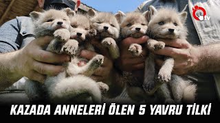 KAZADA ANNELERİ ÖLEN 5 YAVRU TİLKİ