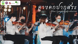 คางคกปากสระ | Thai Symphony Orchestra