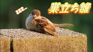 ぺったり座るスズメの巣立ち雛 うたた寝 Cute sparrow. 野鳥観察 野鳥動画 雀 可愛い