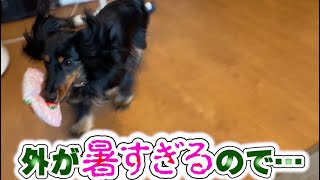 外は灼熱。暇そうな愛犬。遊ぶしかない！