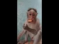 monkey eating biscuits monke nature entertainment happy monkey gr farmers home