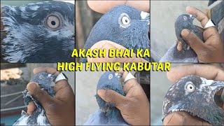 🔴AKASH BHAI KA HIGH FLYING KABUTAR 😱😱😱@MRPIGEONSHUB #kabutar