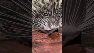 peacock in monsoon mood amazing video 👌👌👌