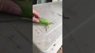 The giant false-leaf katydid (Pseudophyllus titan) part 2