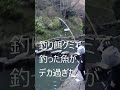 釣り餌グミで釣った魚がデカ過ぎた shorts