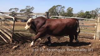 Strathgyle Personality (P) - Lot 33 National Braford Sale 2020