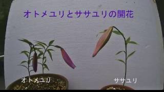 谷村環境緑花研究所 『オトメユリとササユリの開花』