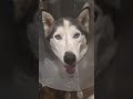 The boy, Odin is hurt!   He is very unhappy with the cone of shame, after getting hung on Barb wire