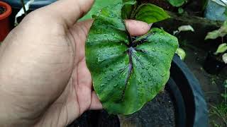 Colocasia Pharaoh's Mask ! Membedakan Pharaoh Asli Dan Palsu !