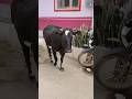 Meri gaiya aati hai mujhko doodh pilati h #cowvideos #gaiyameri #merigaiya #gaiyamerigaiya #cowfeed