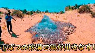 【仰天】干ばつの砂漠で魚が川をなす！15の信じがたい奇景、カメラが捉えた驚異の瞬間！#驚異 #奇景 #砂漠の川 #不思議 #カメラが捉えた瞬間 #絶景 #地形の神秘