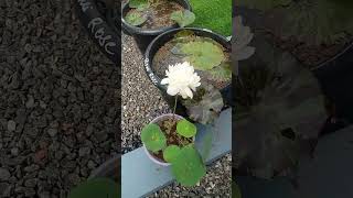 ചെറിയ പത്രത്തിലെ താമര വിരിഞ്ഞു / Ameri camelia flower in small pot.#shortsvideo #lotus #subscribers