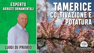 Tamerice o Tamarix Gallica:  consigli su come potarla e coltivarla