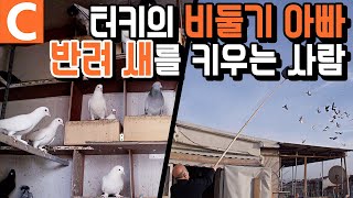 유별난 비둘기 사랑! 70마리의 반려새를 키우는 사람