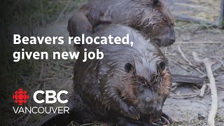 A heartwarming beaver tale