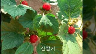 서산 샛별어린이집-숲생태교육(과일나무)