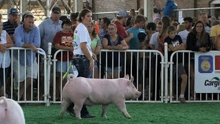 FFA Swine | Iowa State Fair 2015