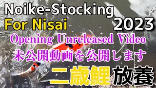 【未公開映像同時公開！！】2歳放養 2023  Noike stocking for Nisai【　Open the Unreleased Video Last Year 】