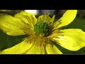 ranunculus muricatus greece by theo fotiadis