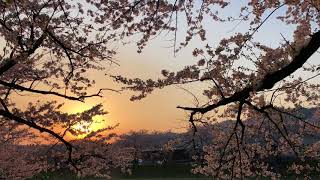 斉内川の桜と夕日 2018 4/28