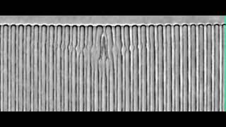 Solidification directionnelle en échantillons minces d’un alliage eutectique CBr4-C2Cl6