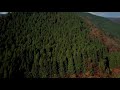 【岐阜 県道255号線】美しい日本の紅葉 根尾東谷川【japan autumn leaves nature relaxation helicopter shot】