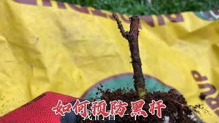 月季小苗为什么会黑杆，分享实践经验