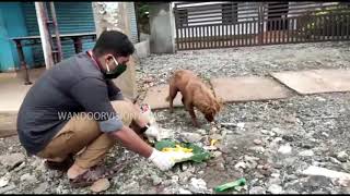 തെരുവ് നായകൾക്ക് ഭക്ഷണം നൽകുന്ന പദ്ധതിക്ക് തുടക്കം