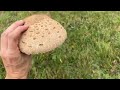 giant mushrooms. picking wild mushrooms 2023 extreme boletus mushrooms large mushrooms picking.