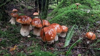 Giant mushrooms. Picking WILD MUSHROOMS 2023, Extreme Boletus Mushrooms, large mushrooms picking.