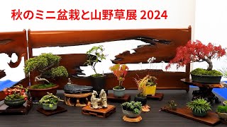 秋のミニ盆栽と山野草 2024 札幌草樹会