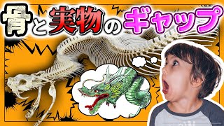 【ゆっくり解説】骨と実物のギャップ！古代生物のイマジネーションの世界