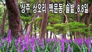 상오리 맥문동 솔밭 (2021.8.8)