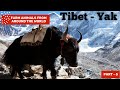 Mysteries of Tibet: Fun and Interesting Facts about Yaks for Kids 🐂🏔️