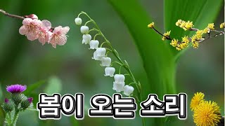 랜선힐링여행, 봄이 오는 소리, 봄에 피는 아름다운 꽃과 꽃말 모음